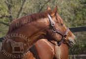 chestnut_horse_looking_right_06_1032stock.jpg (68505 bytes)