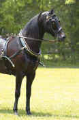 driving horse_290__jr_wkend-07.jpg (24513 bytes)