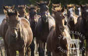 herd_young_horses_colts_filly_stock_photography.jpg (54026 bytes)