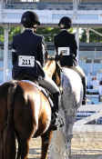 horse_at_the_ingate_show_ring_devon_horse_show_267.jpg (73961 bytes)